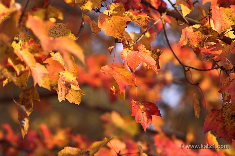 Autumn's Last Gasp 5